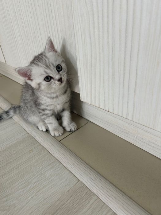 Шотландские котята