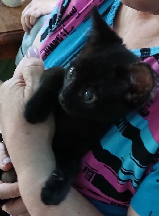 Котик черный в добрый руки.