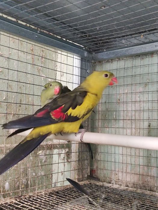 Папагали на добри цени