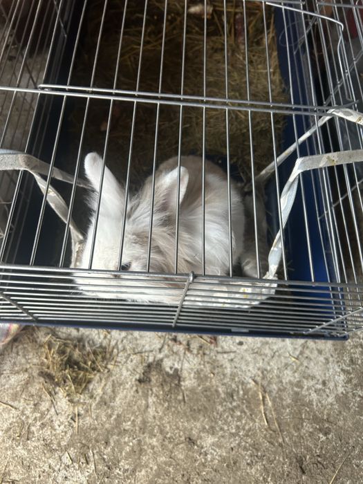 Vand iepuras cap de leu