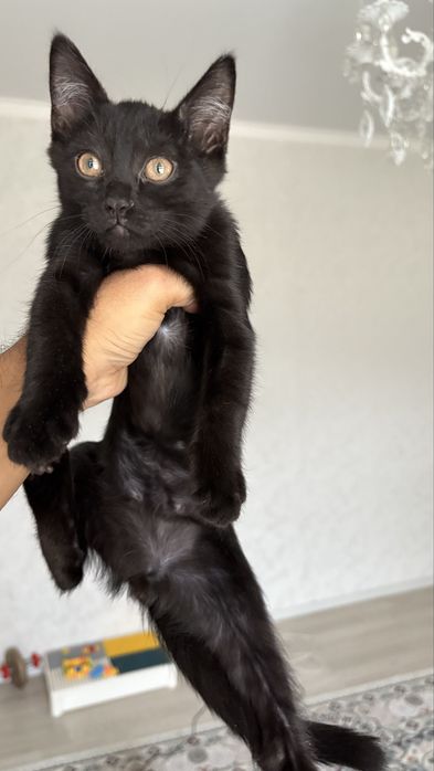 Мысық, тегін беремін