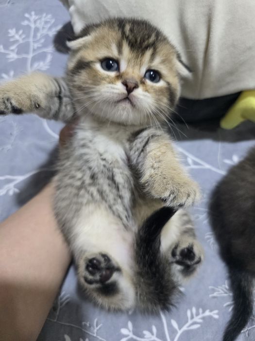 Продаются котята