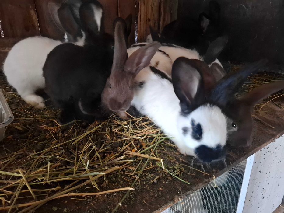 Iepuri fluture german