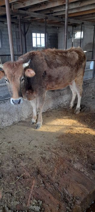 Продам стельную молочную первотелку.