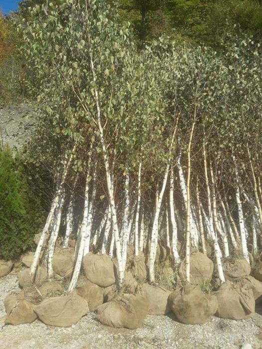 Tuia, Brazi, Magnolie, Mesteacăn, Tei, Platan