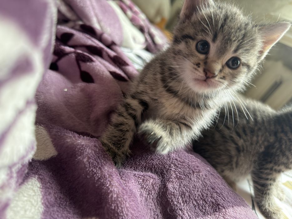 Отдам котяток в добрые руки