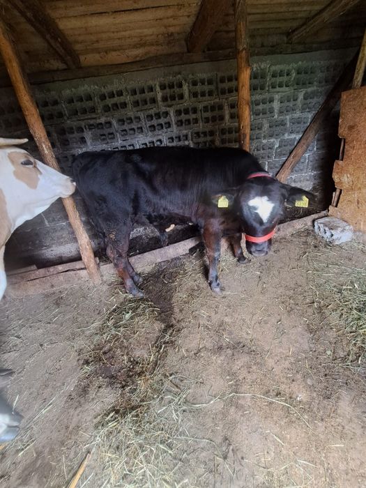 Vând vițel cu vârsta de 5 luni rasa Angus