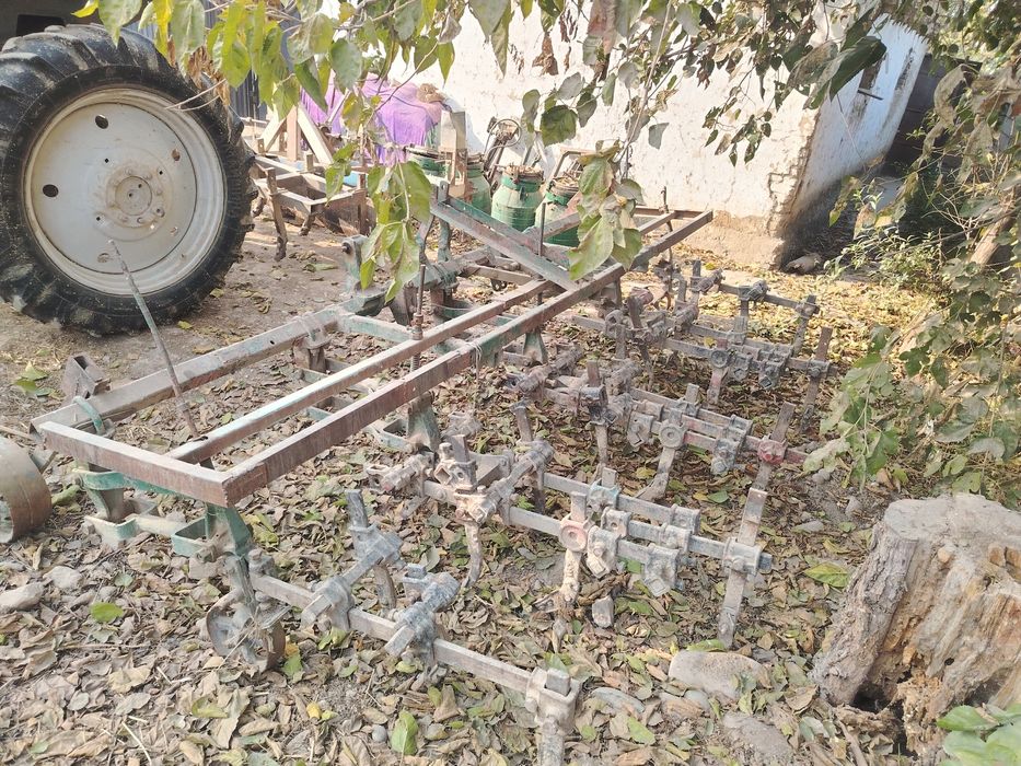 Kultuvatsa sus sotiladi selka