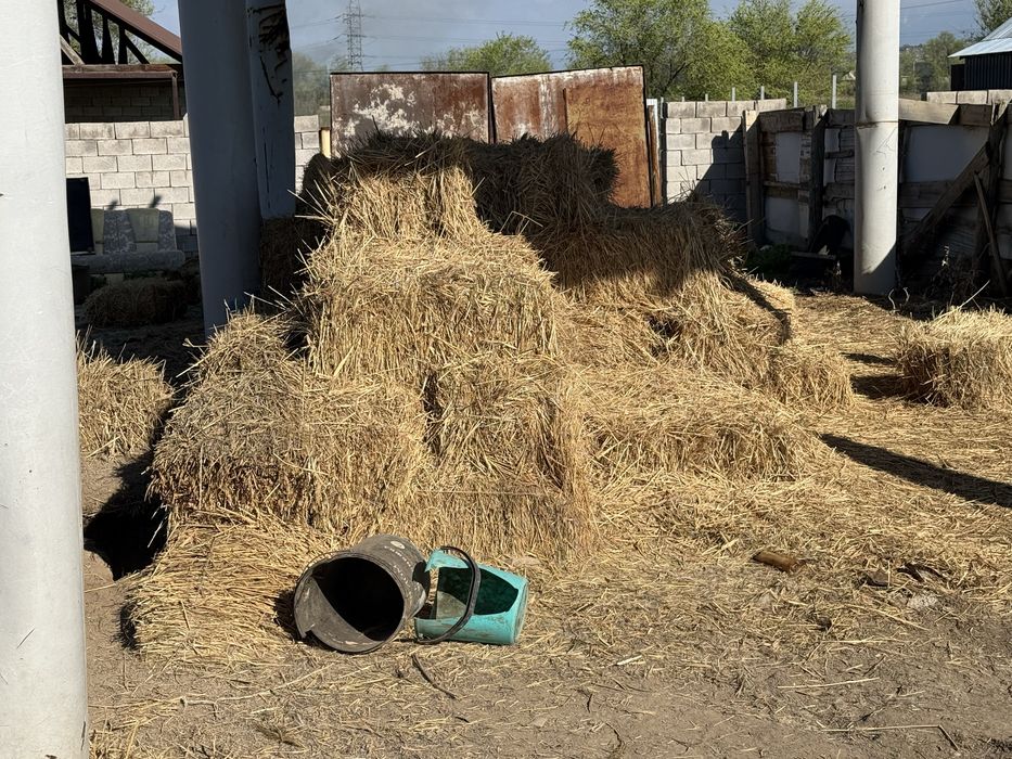 Сено для крупно рогатого скота