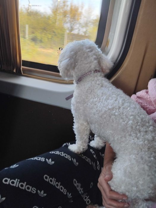 Caut chirie 14 zile reghin cu bichon