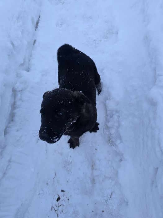 Отдам щенка привитый