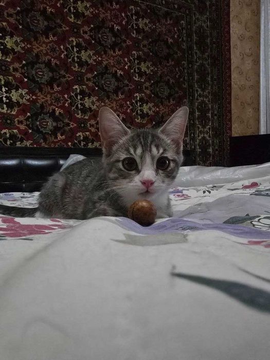 Котёнок, девочка 4 месяца, в добрые руки