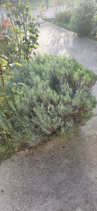 Vând butași de lavandă ‘Grosso’