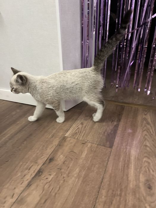 Отдам котенка 4 месяца