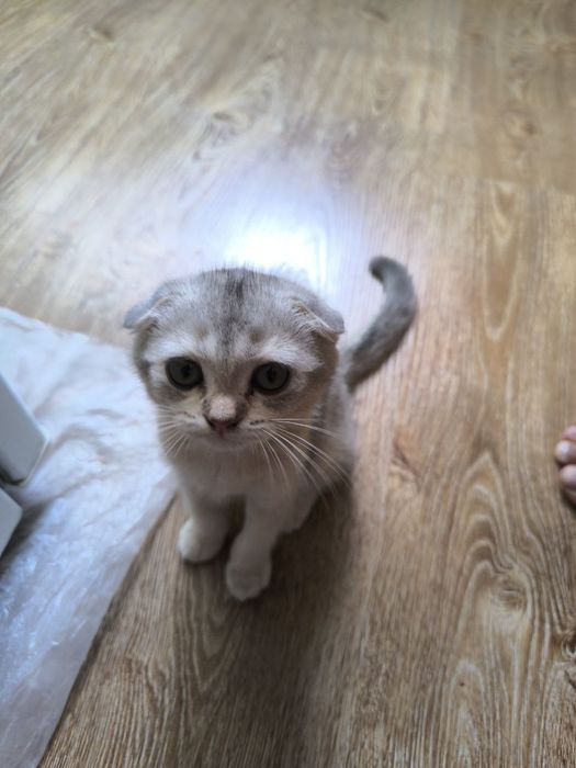 Mushuk Skottish fold