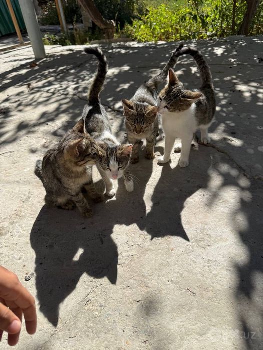 Отдам котят бесплатно