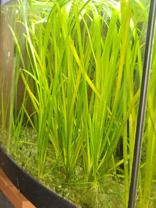 Plante de acvariu valisneria