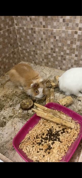 Donez iepuri cap de leu