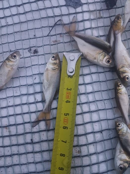 vand puiet/puet peste novac