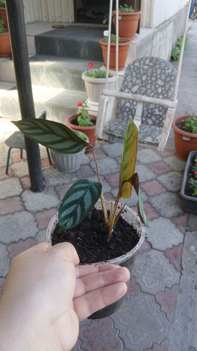 Комнатные цветы разные