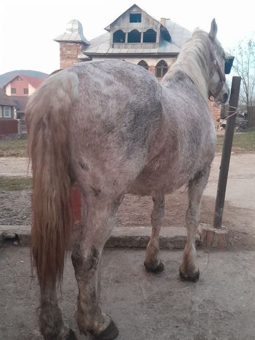 Vând iapă de șase ani