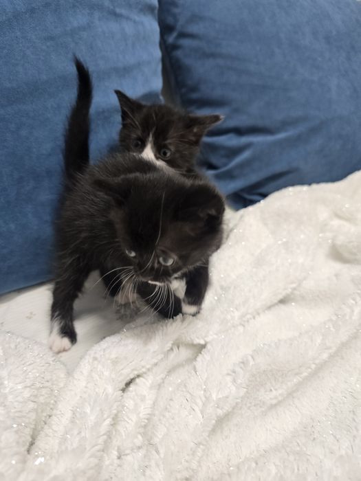 Отдам в добрые руки котят