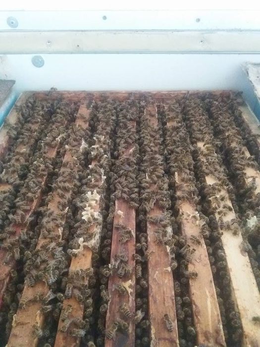 Miere naturală românească – direct de la sursă!