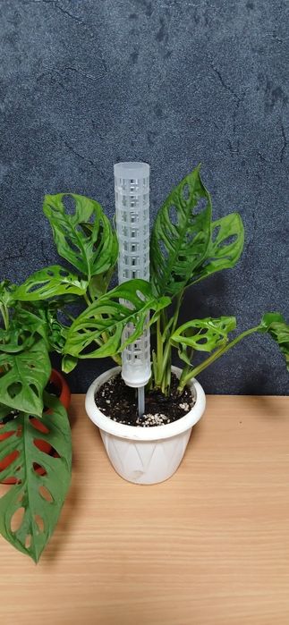 Комнатные растения от 2500