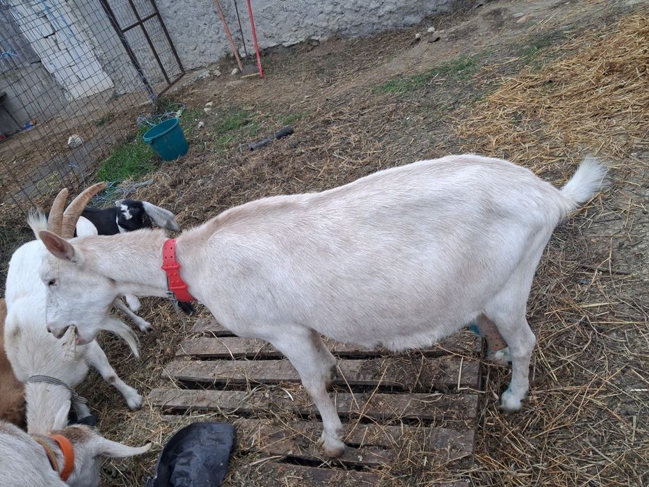 Vand pachet capre de rasa