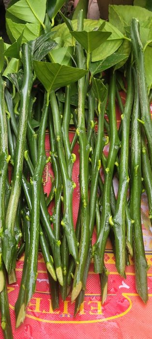 Продаю саженцы лимона