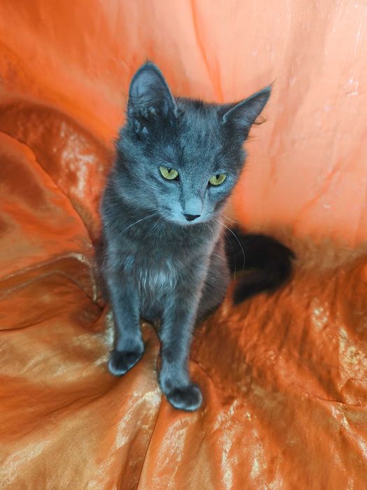 Продавам британски късокосмести долгокосмести котенца