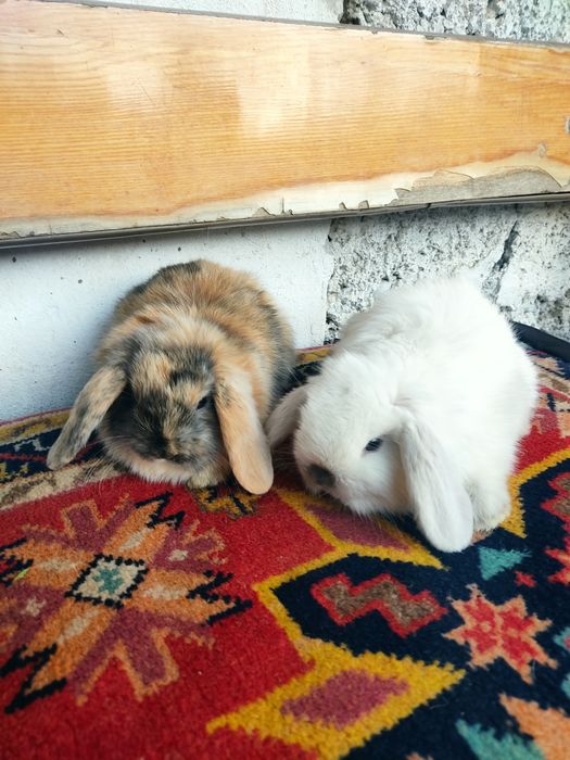 Карликовые Барашки