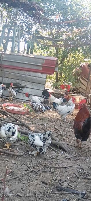 Pereche Găini Pitice de 1 an+ Cocoși pitici de 5 luni .