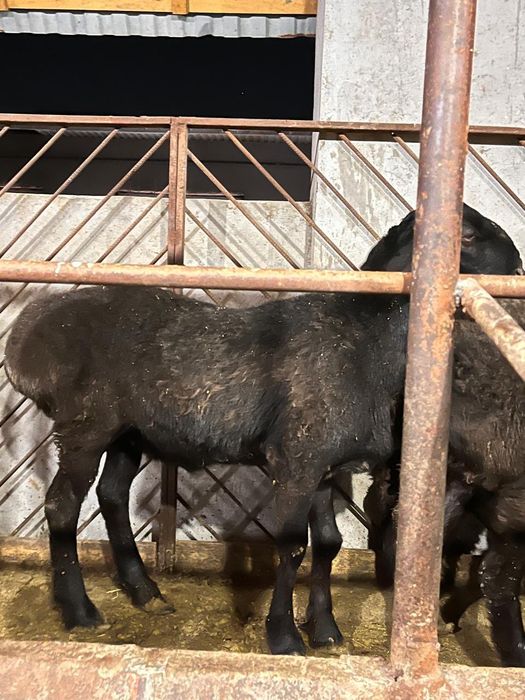 Тоқты қошқар бар