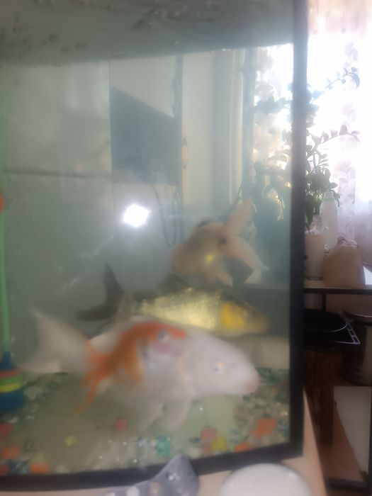 Рыбы с Аквариумом