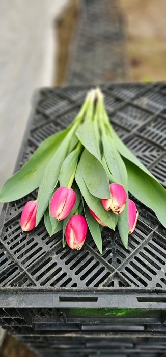 Принимаем предзаказы на тюльпаны