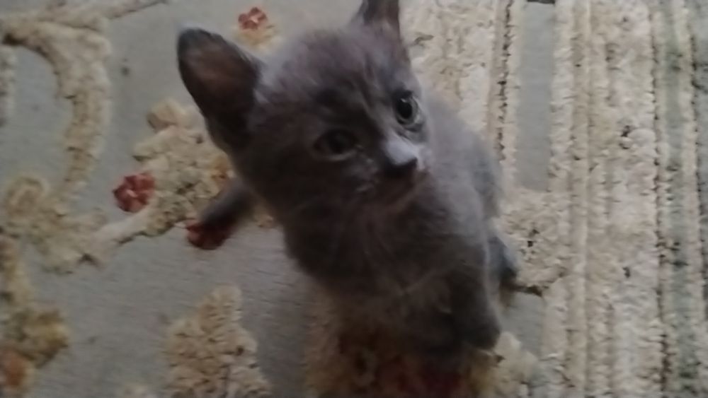 Котёнок мальчик! Отдам котёнка