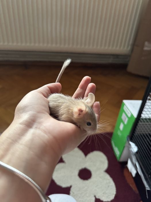 Veverițe Degu - Donatie