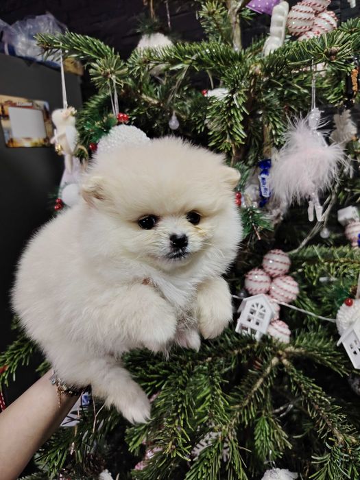 Pomeranian fetita toy