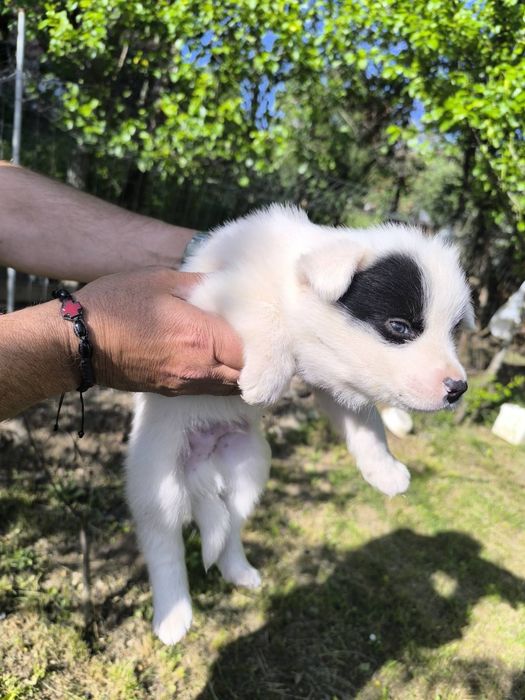 Подарявам малки кученца