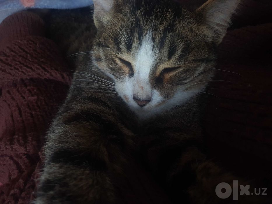 Отдам Даром Котёнка