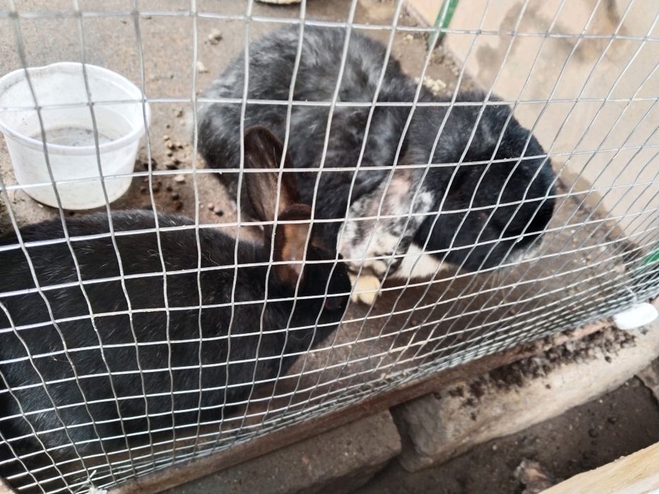 Quyonlar sotiladi baran