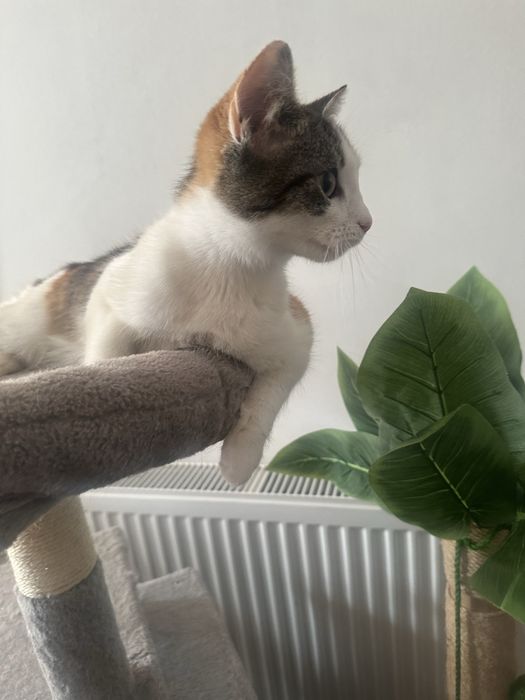 Zambolina cauta casuta