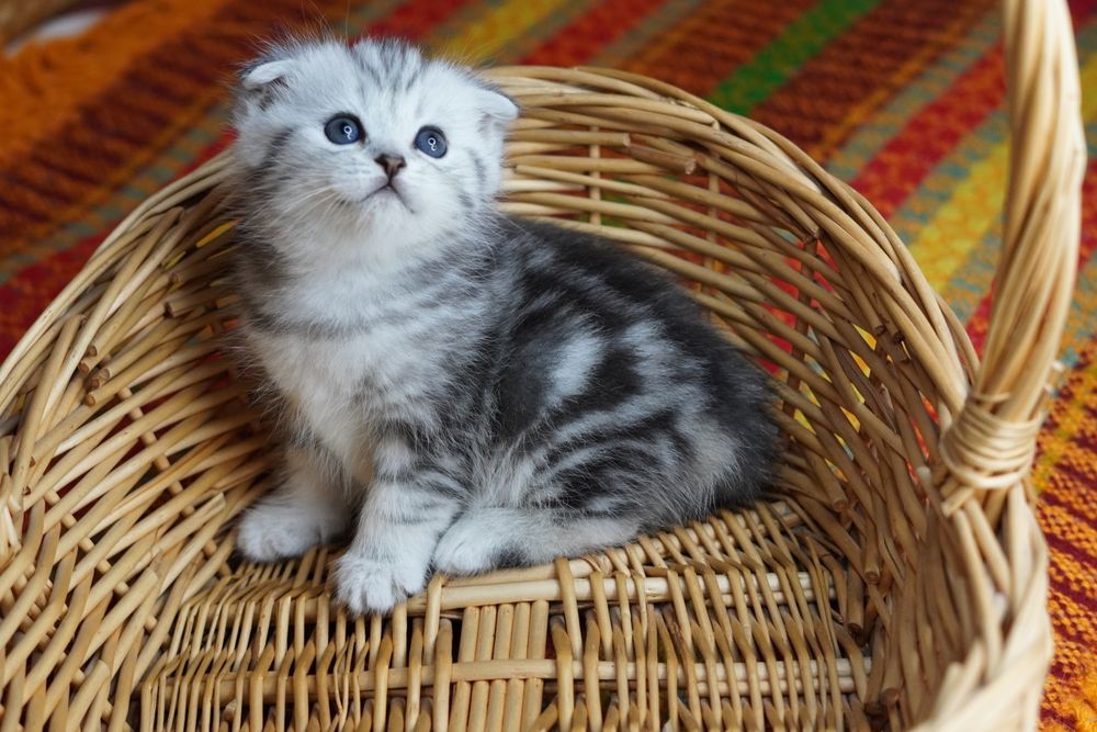 Британские котята