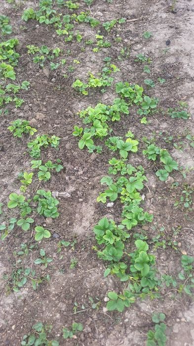 Клубника рассадасы сатылады