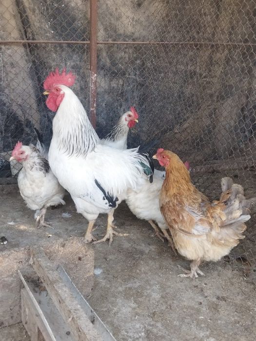 Продам куры домашние