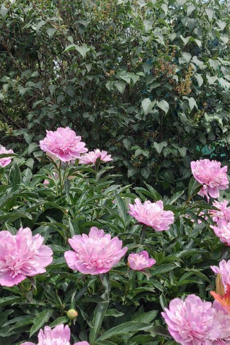 Продается частный дом