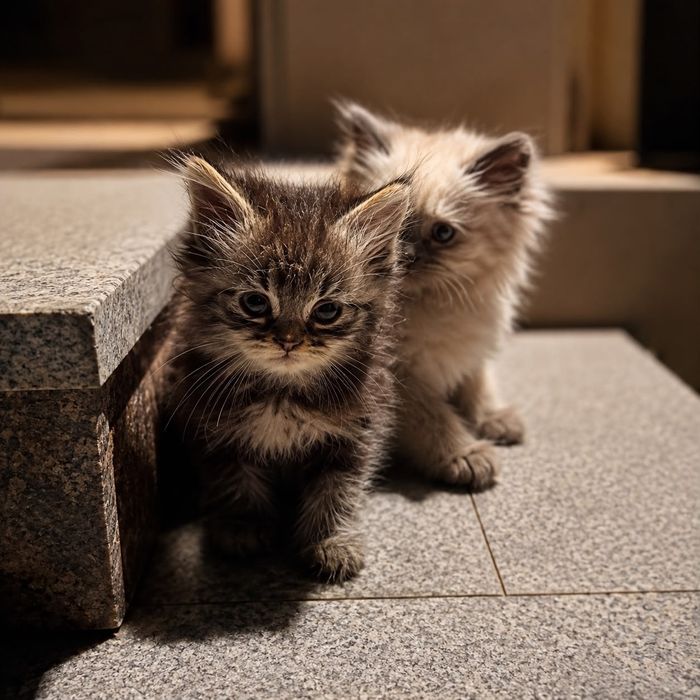 Котята возраст 1 мес