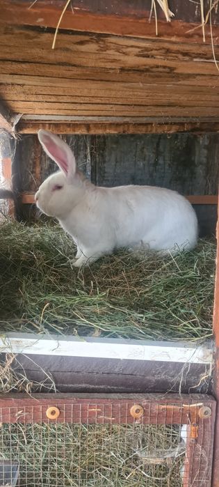 Vând iepuri Uriaș German alb