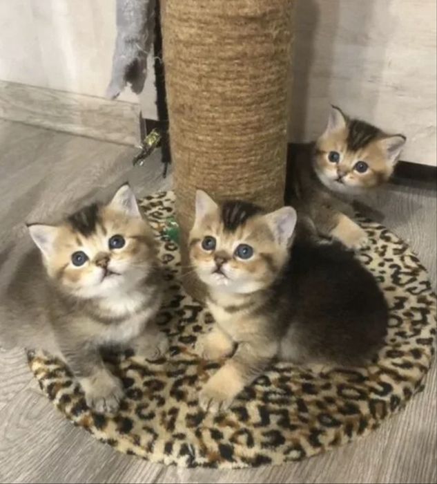 Королевские Котятки